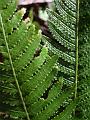 Fern fronds, Binna Burra IMGP1560